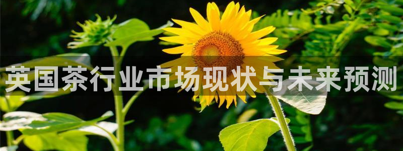 金年会体育app最新官网